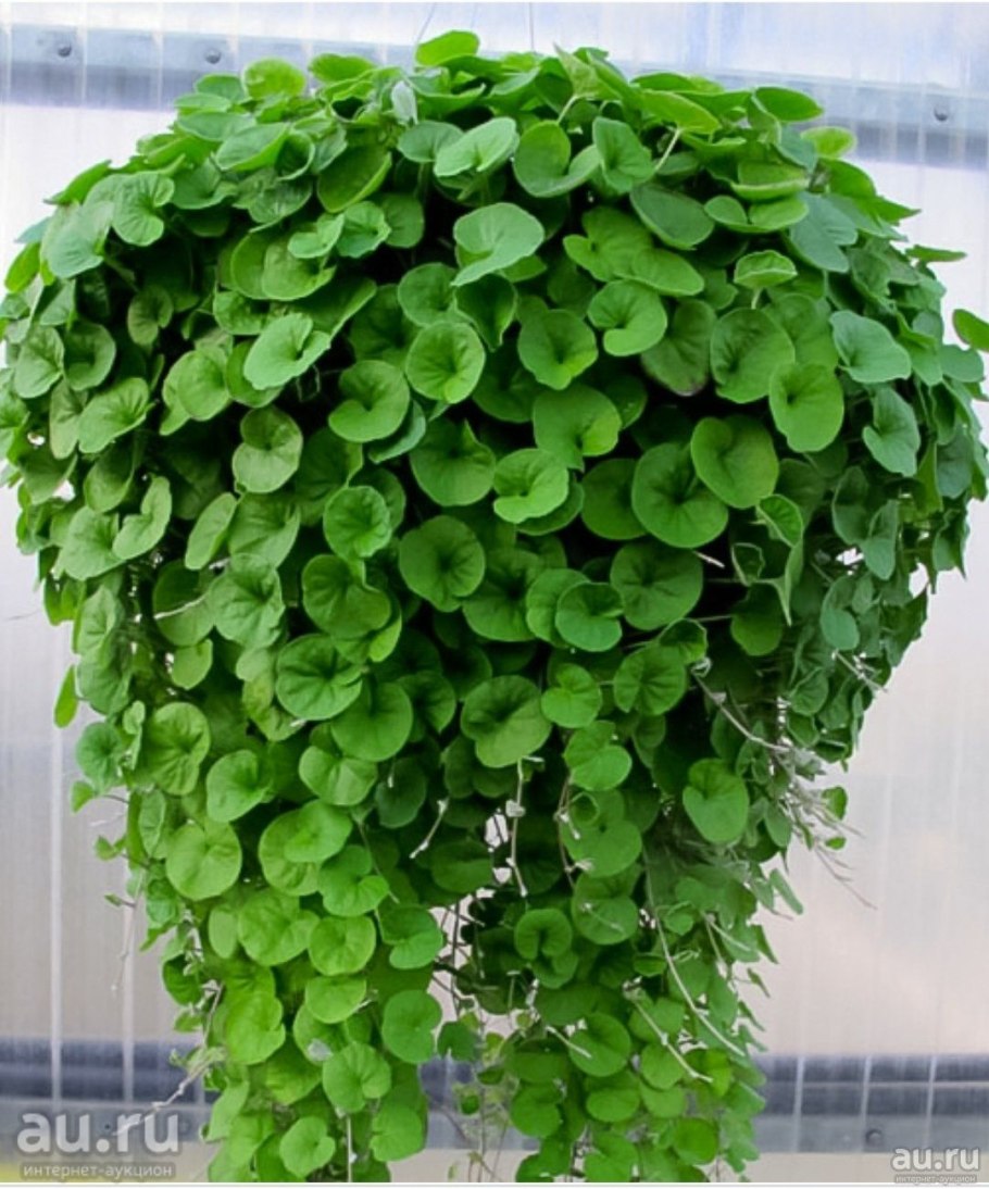 Dichondra repens