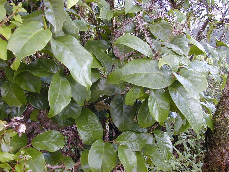 Антидесма (Antidesma)