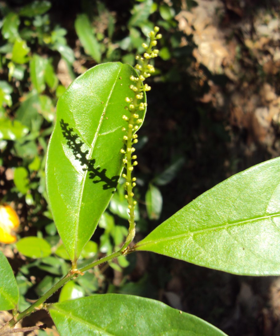 Антидесма (Antidesma)