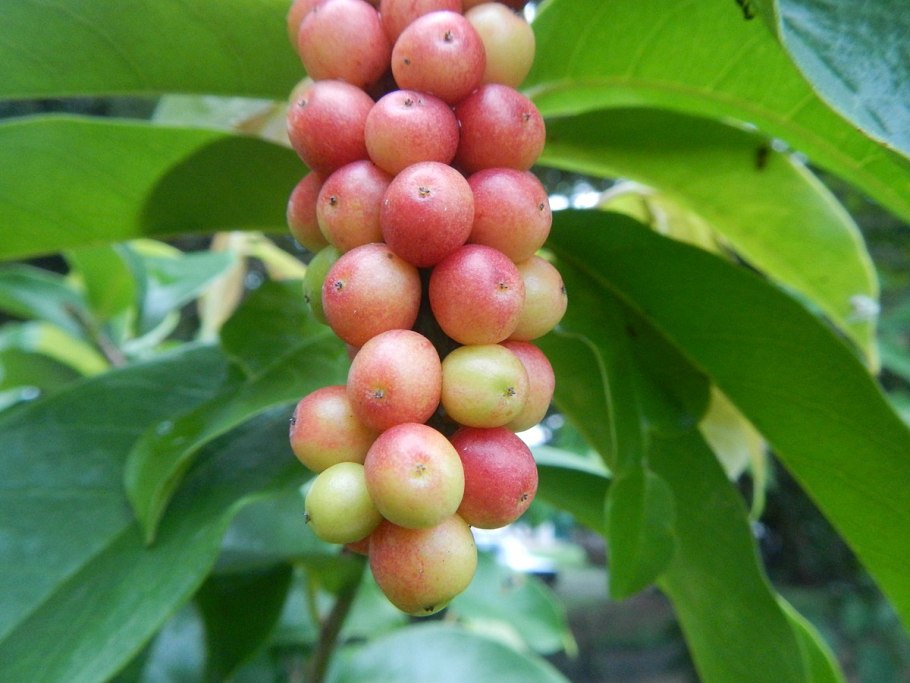 Лимонник китайский