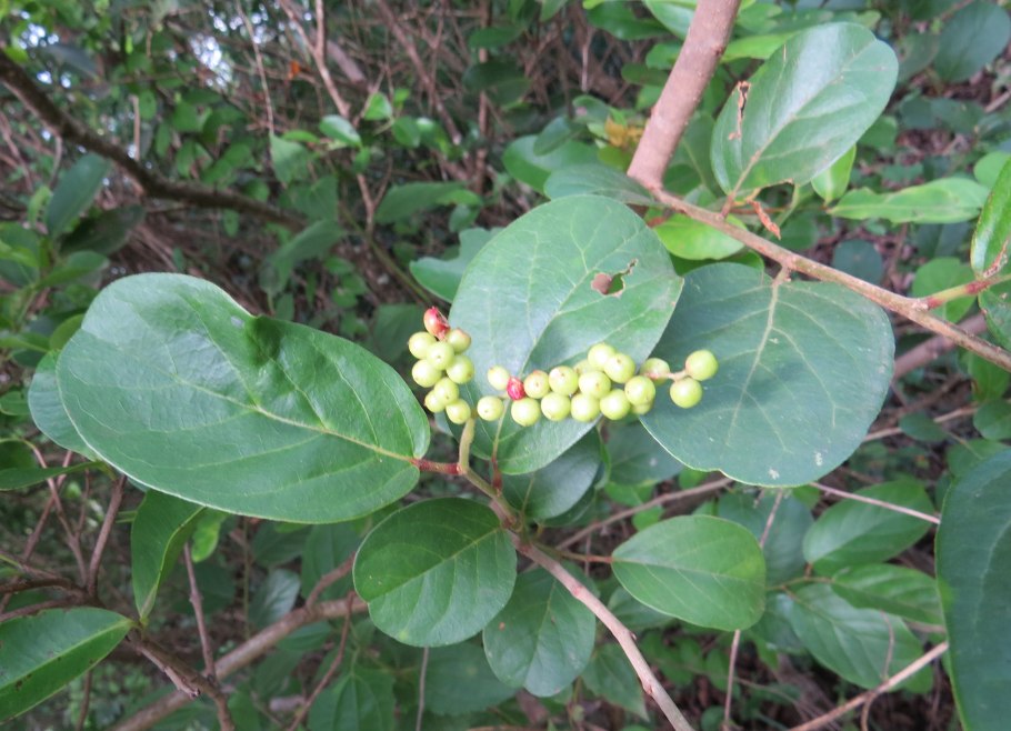 Antidesma thwaitesianum дома