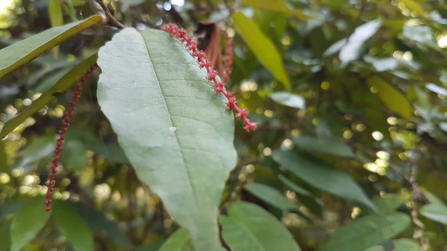 Антидесма описание