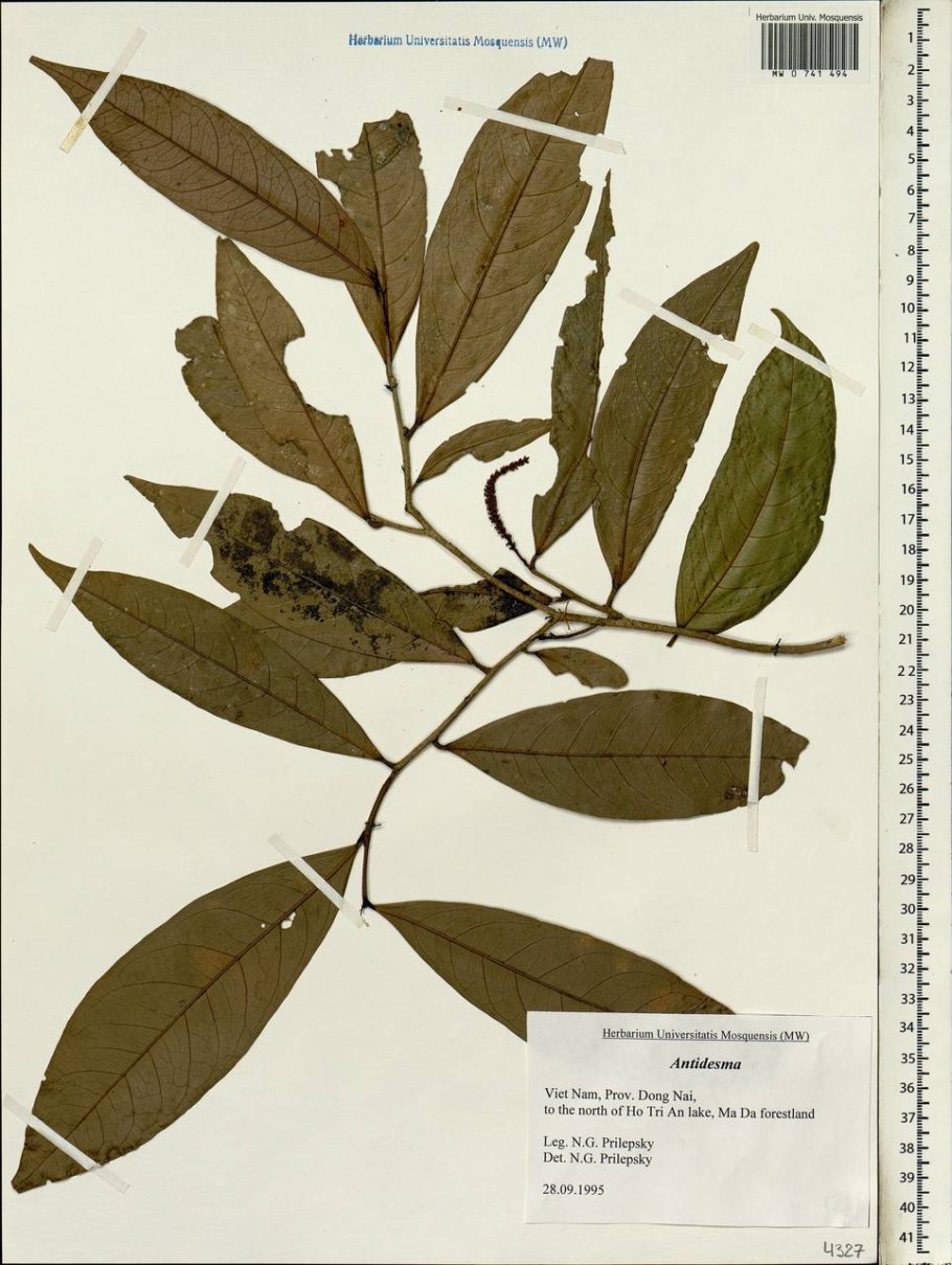 Herbarium specimen