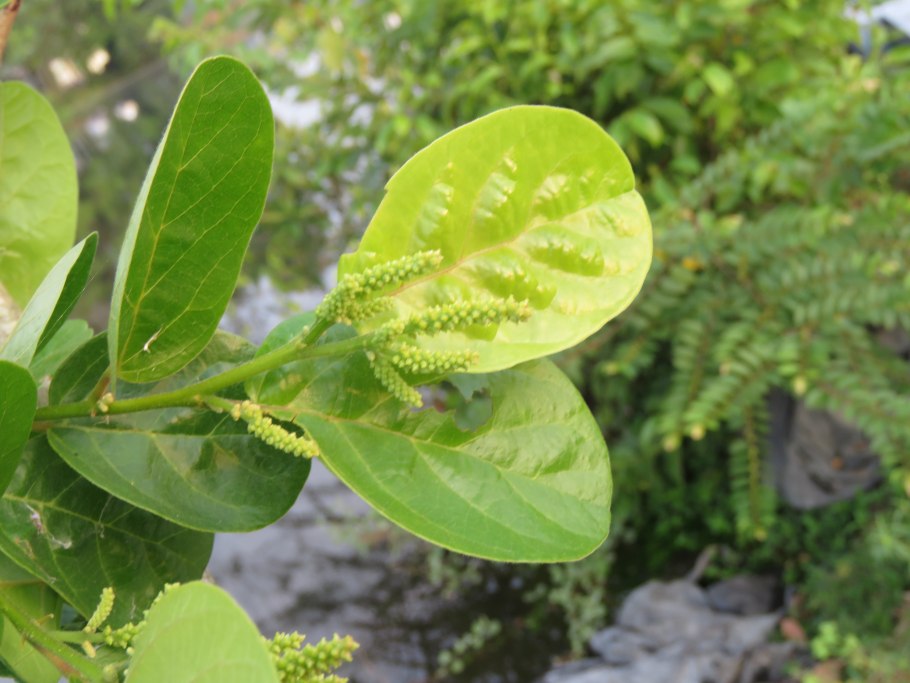 Саламандровое дерево
