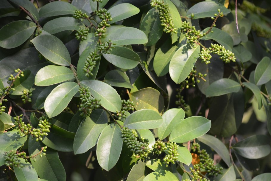 Антидесма описание