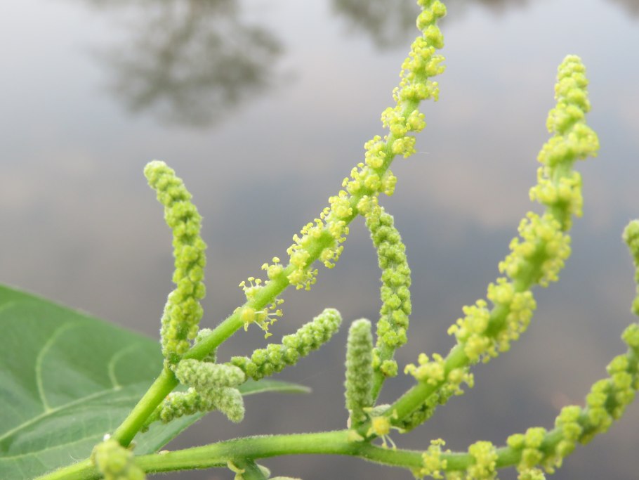 Antidesma thwaitesianum дома