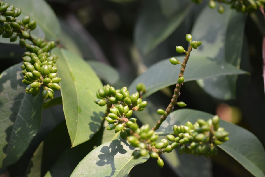 Xanthophyllum obscurum