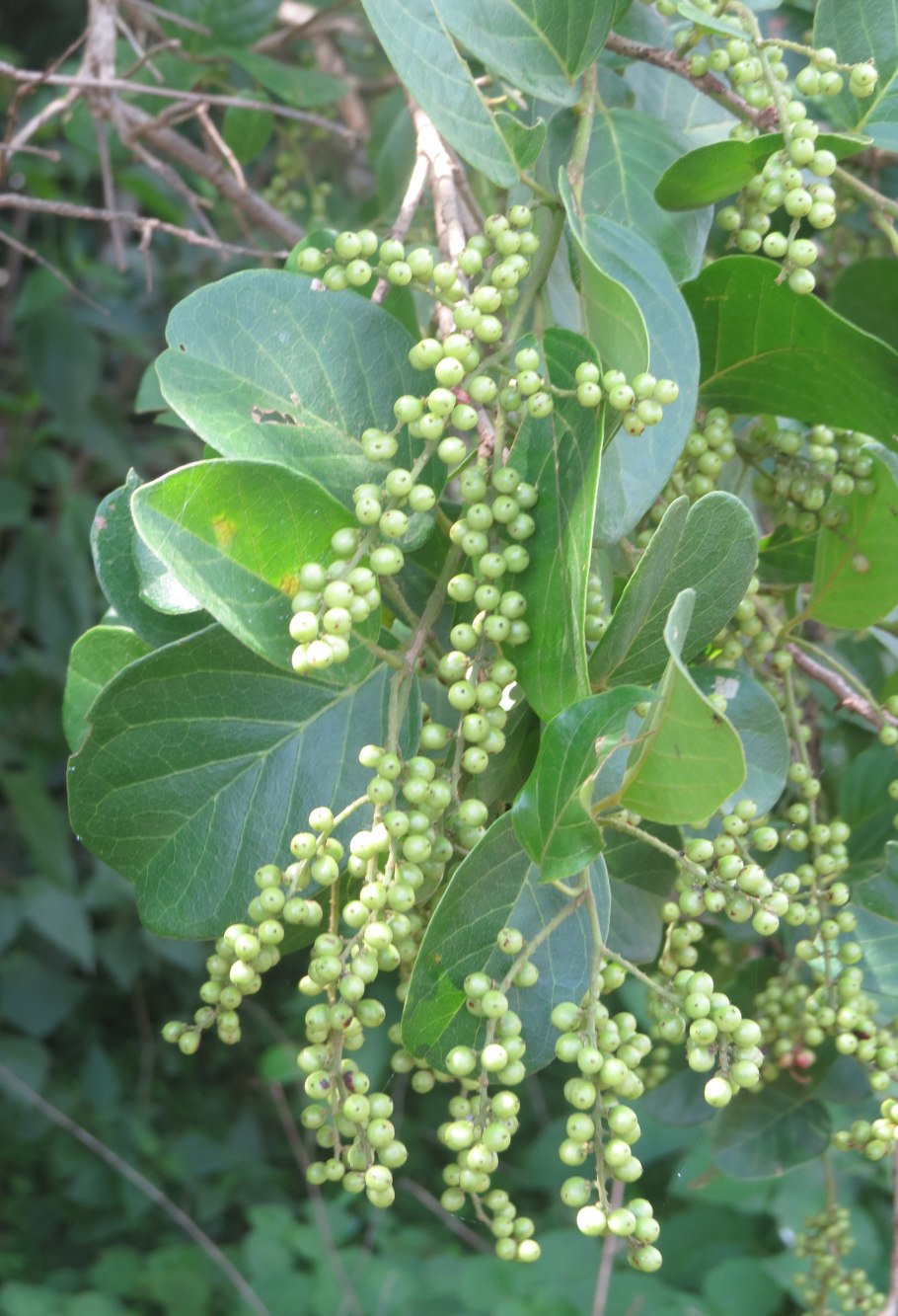 Antidesma ghaesembilla