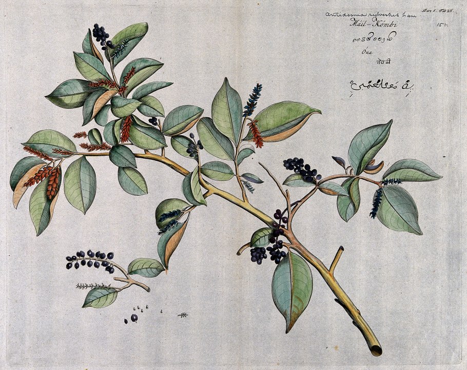 Ботаническая иллюстрация