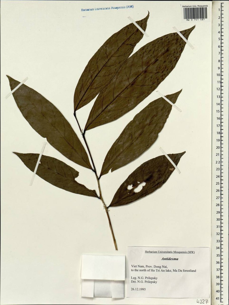 Растение иглица колхидская