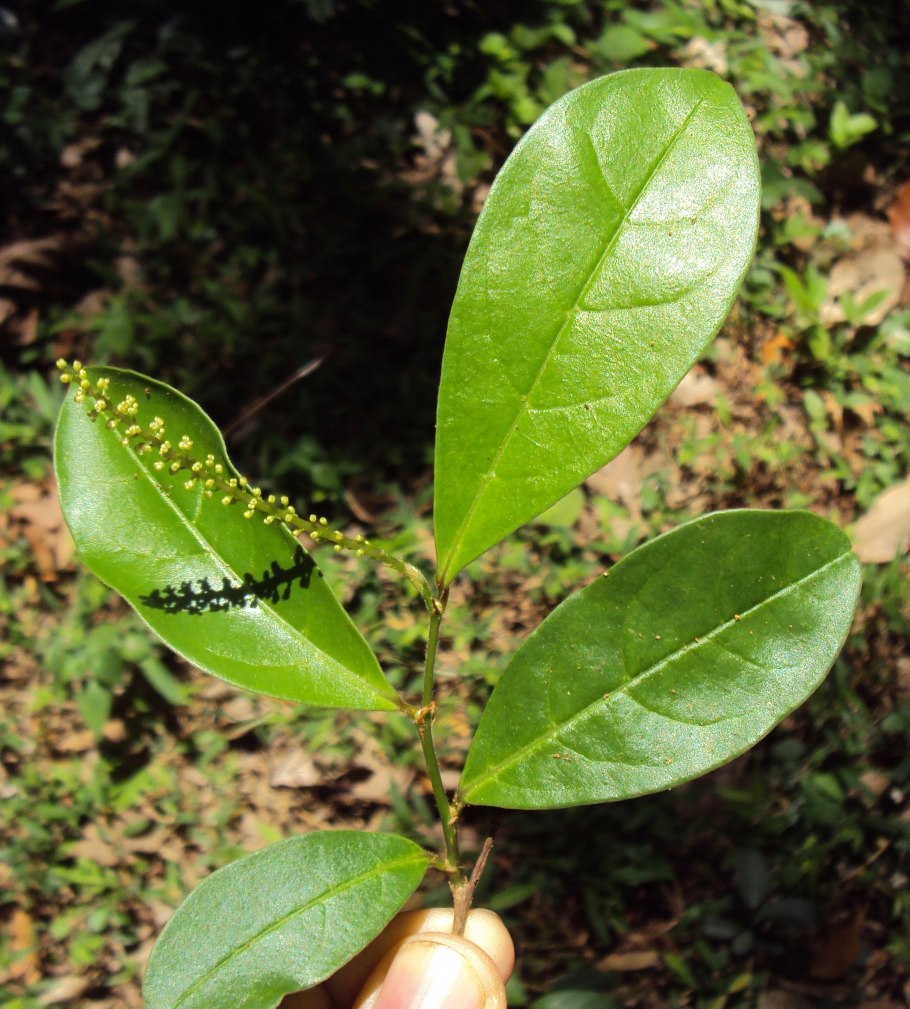 Фадогия фото