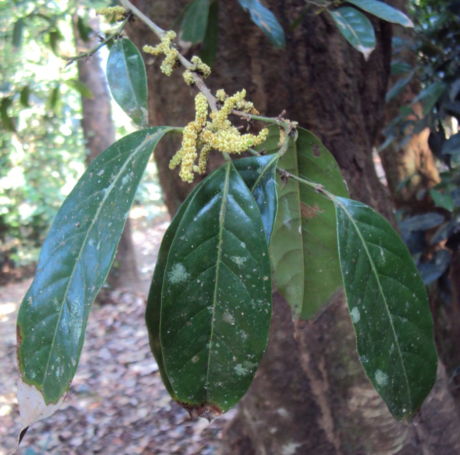 Aporosa cardiosperma