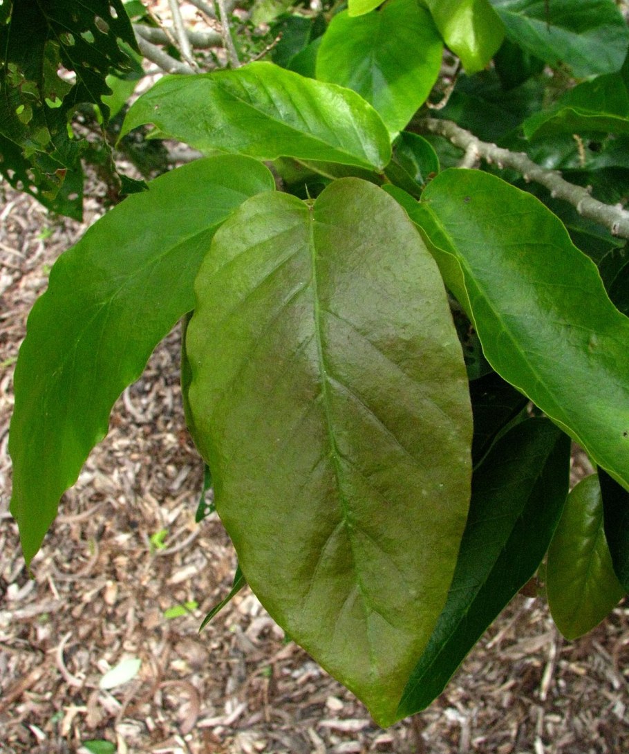 Antidesma pulvinatum