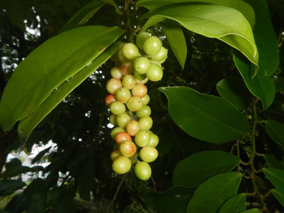 Антидесма жилковатая (