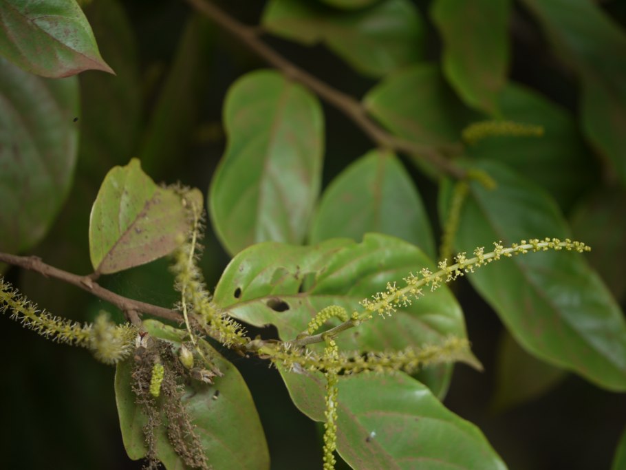 Antidesma thwaitesianum дома