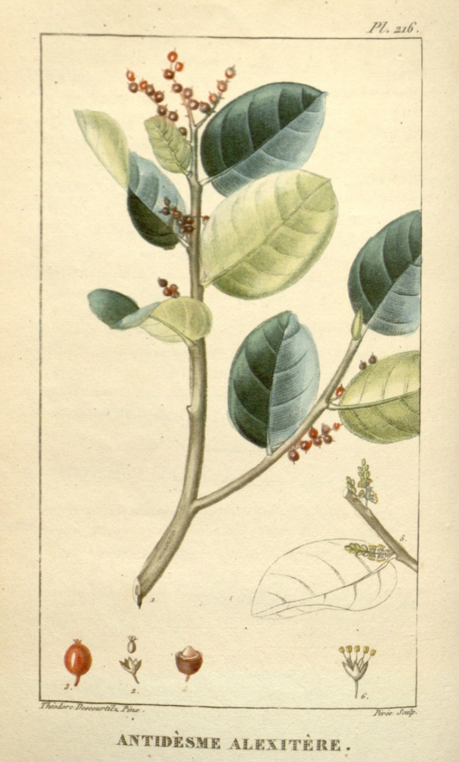 Ботаническая иллюстрация