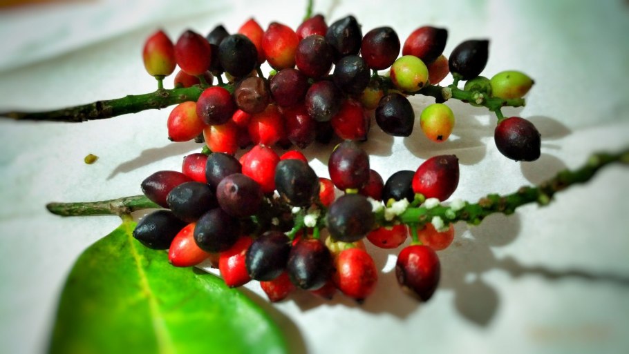 Лавровишня обыкновенная