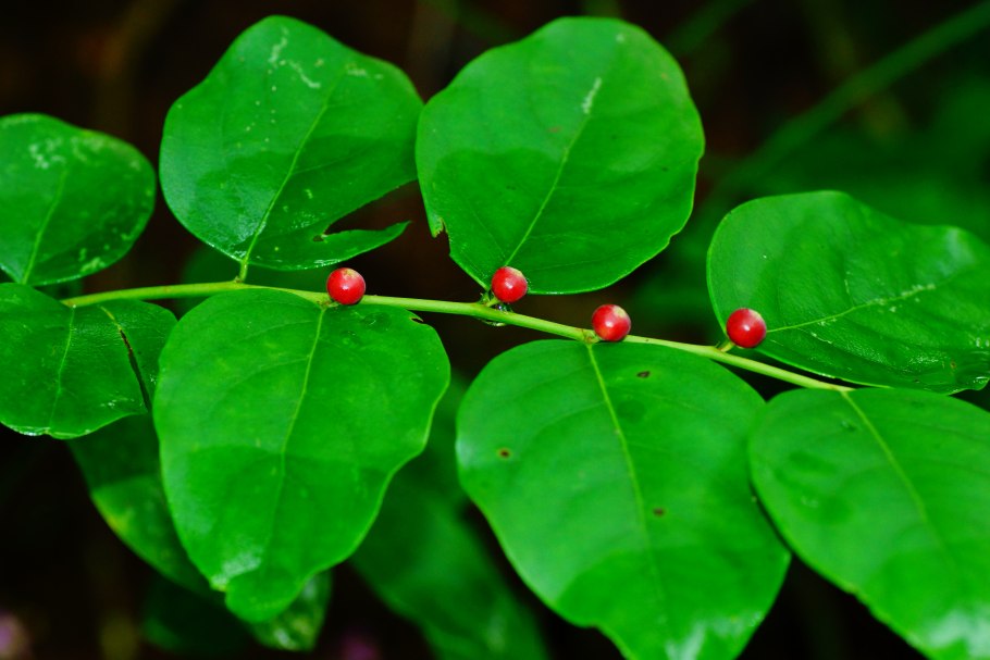 Саламандровое дерево Бигнай