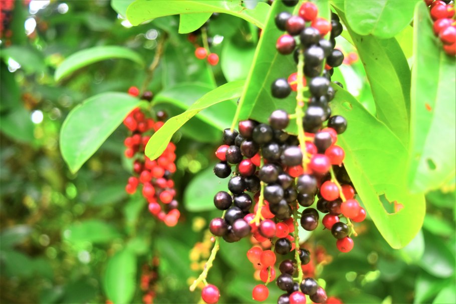 Саламандровое дерево