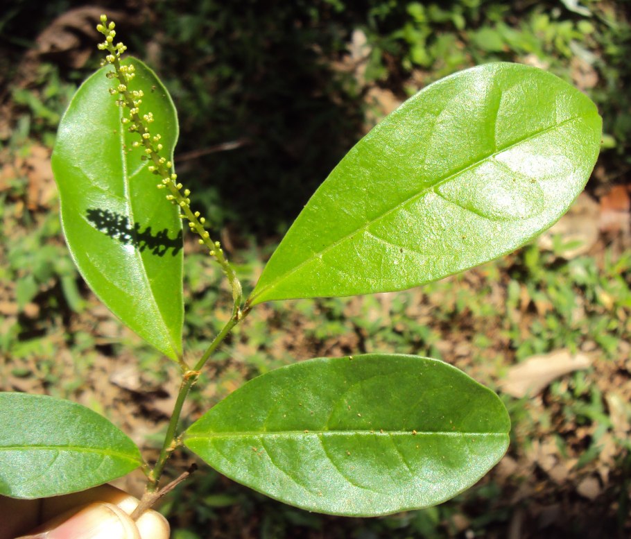 Антидесма рецепты