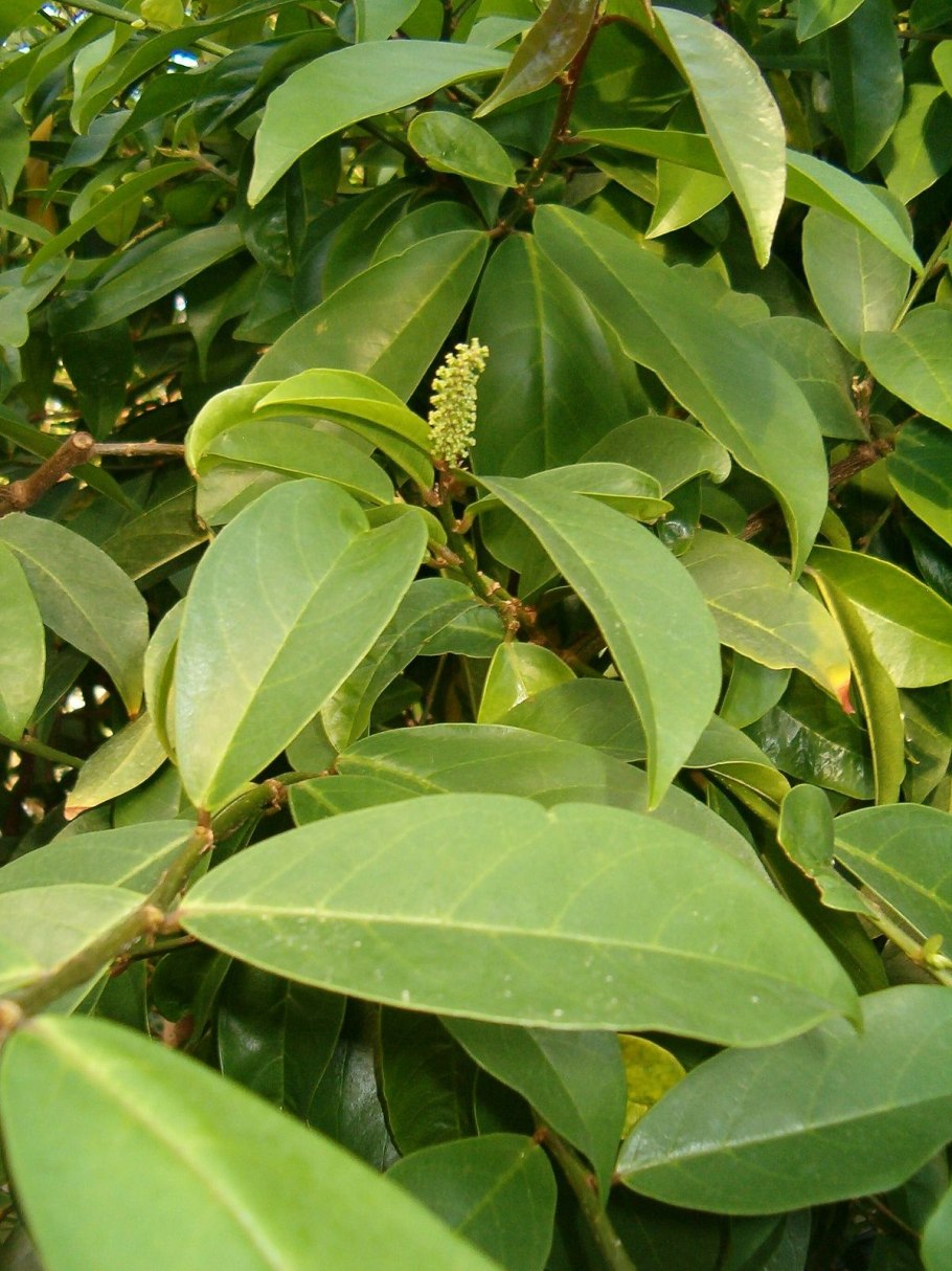 Prunus laurocerasus