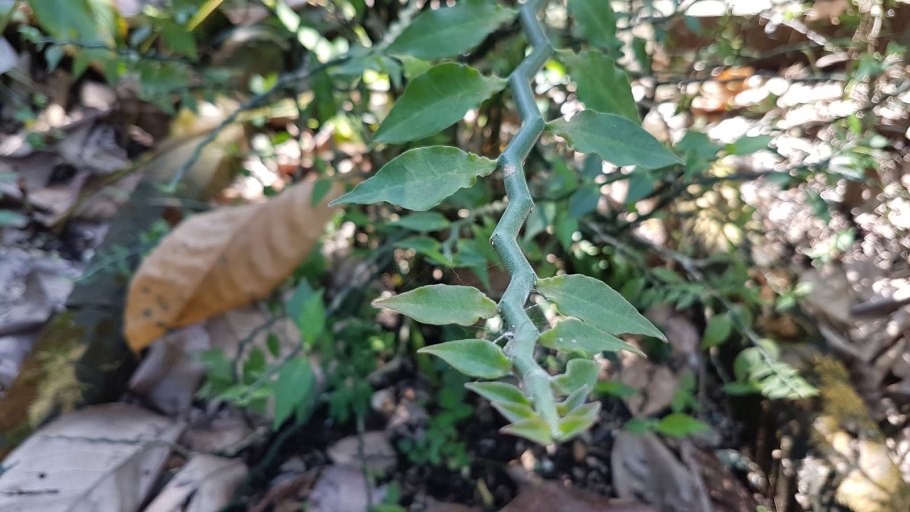 Pereskiopsis diguetii