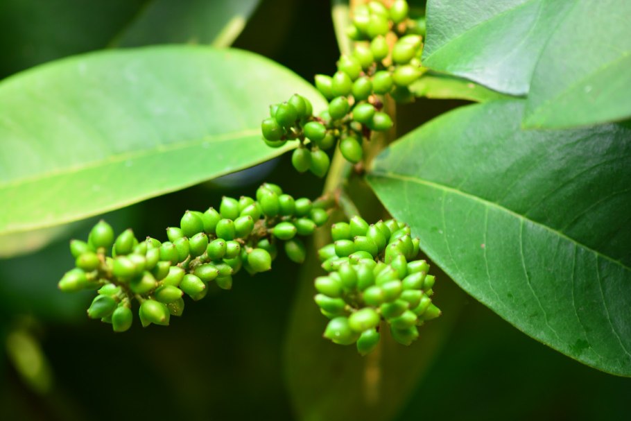 Antidesma thwaitesianum дома