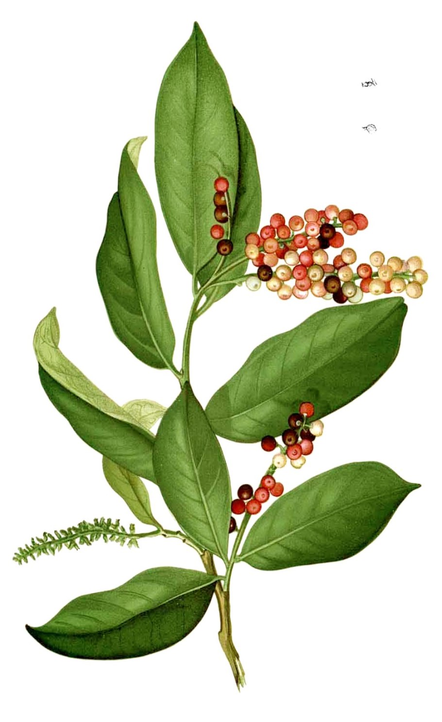 Pilocarpus pennatifolius