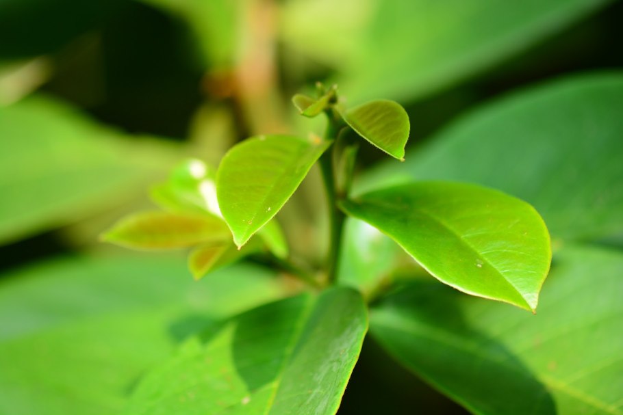 Зеленые листья