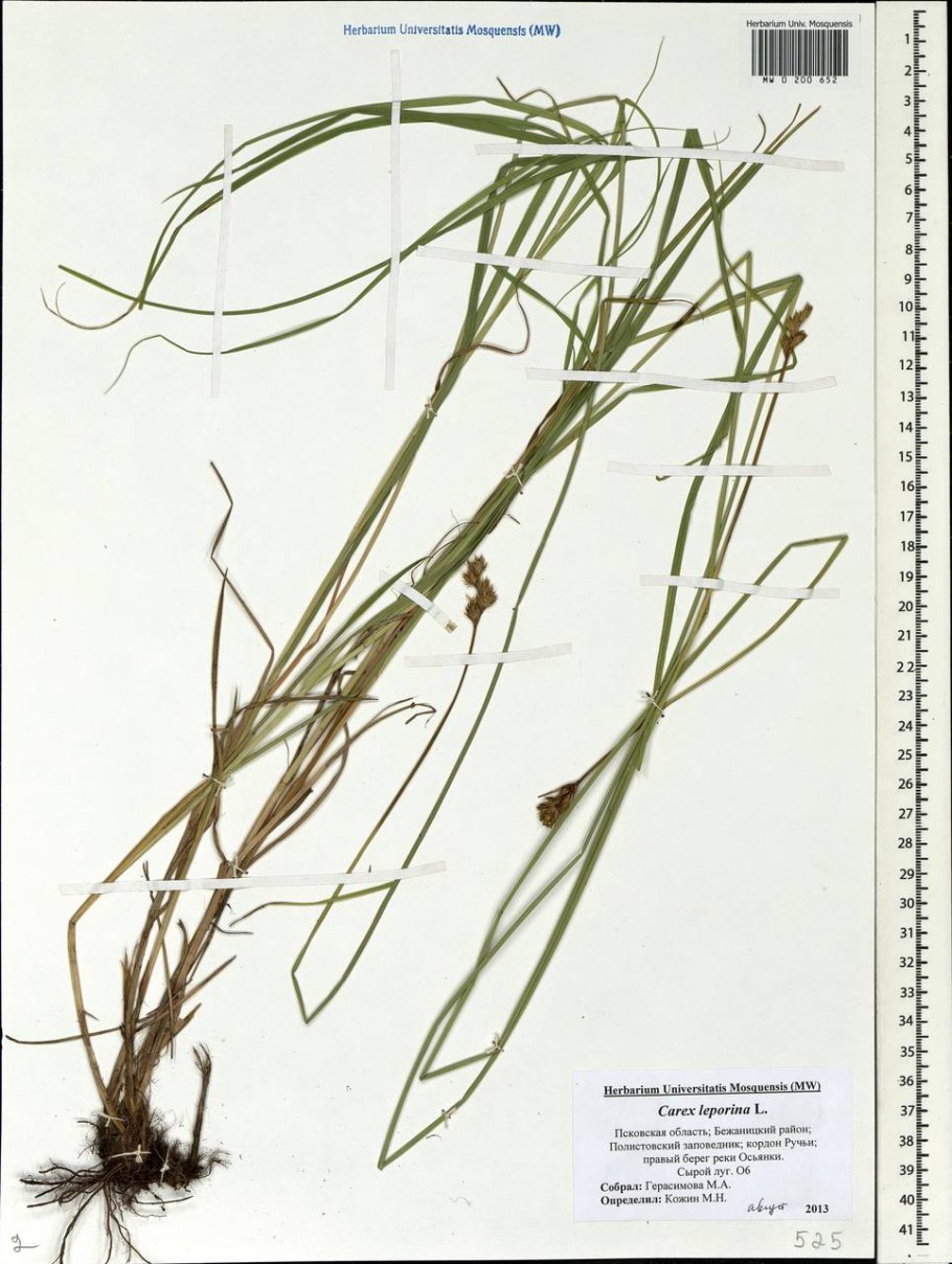 Carex magellanica subsp irrigua