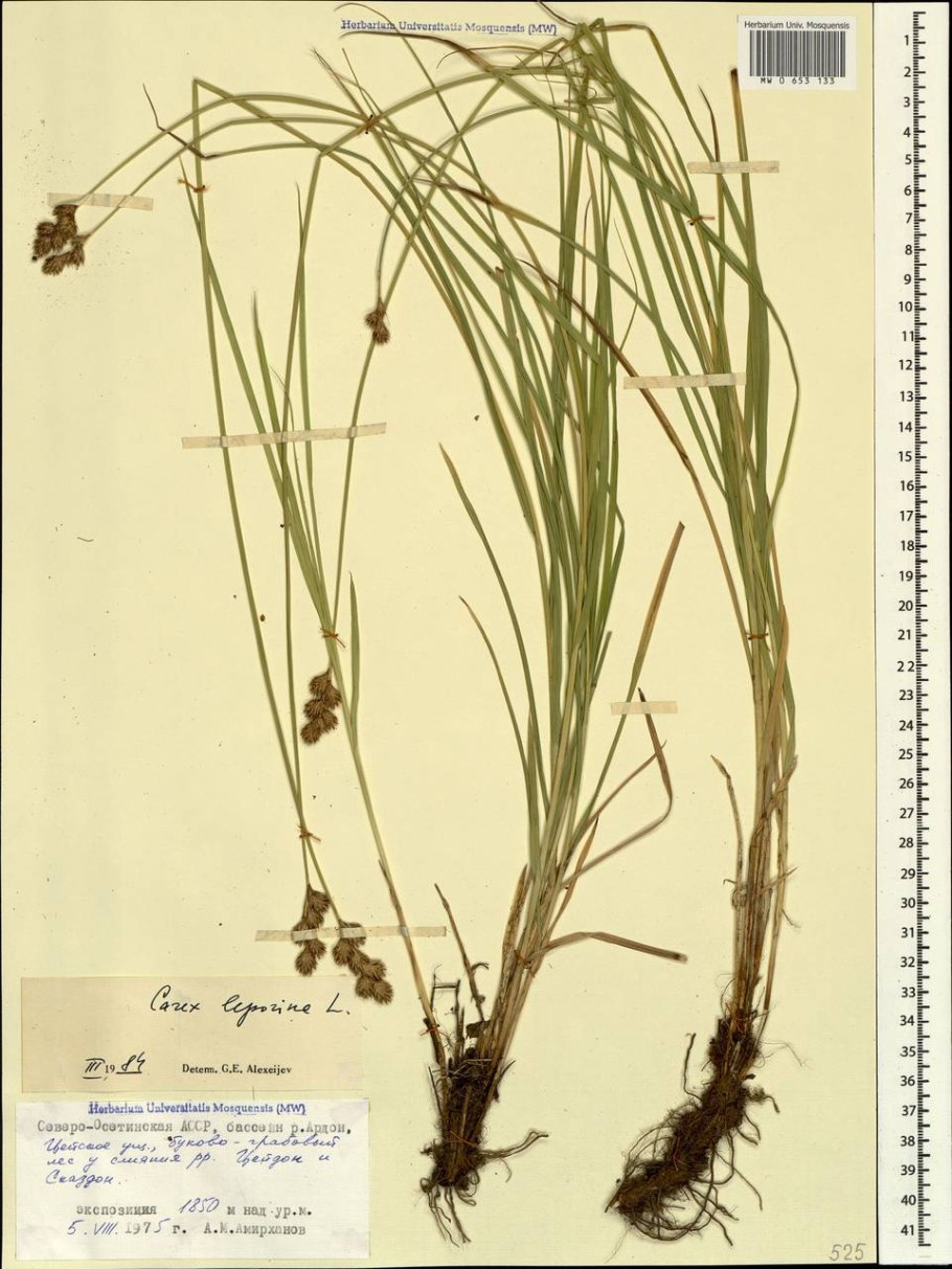 Juncus filiformis