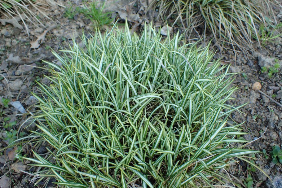 Осока variegata