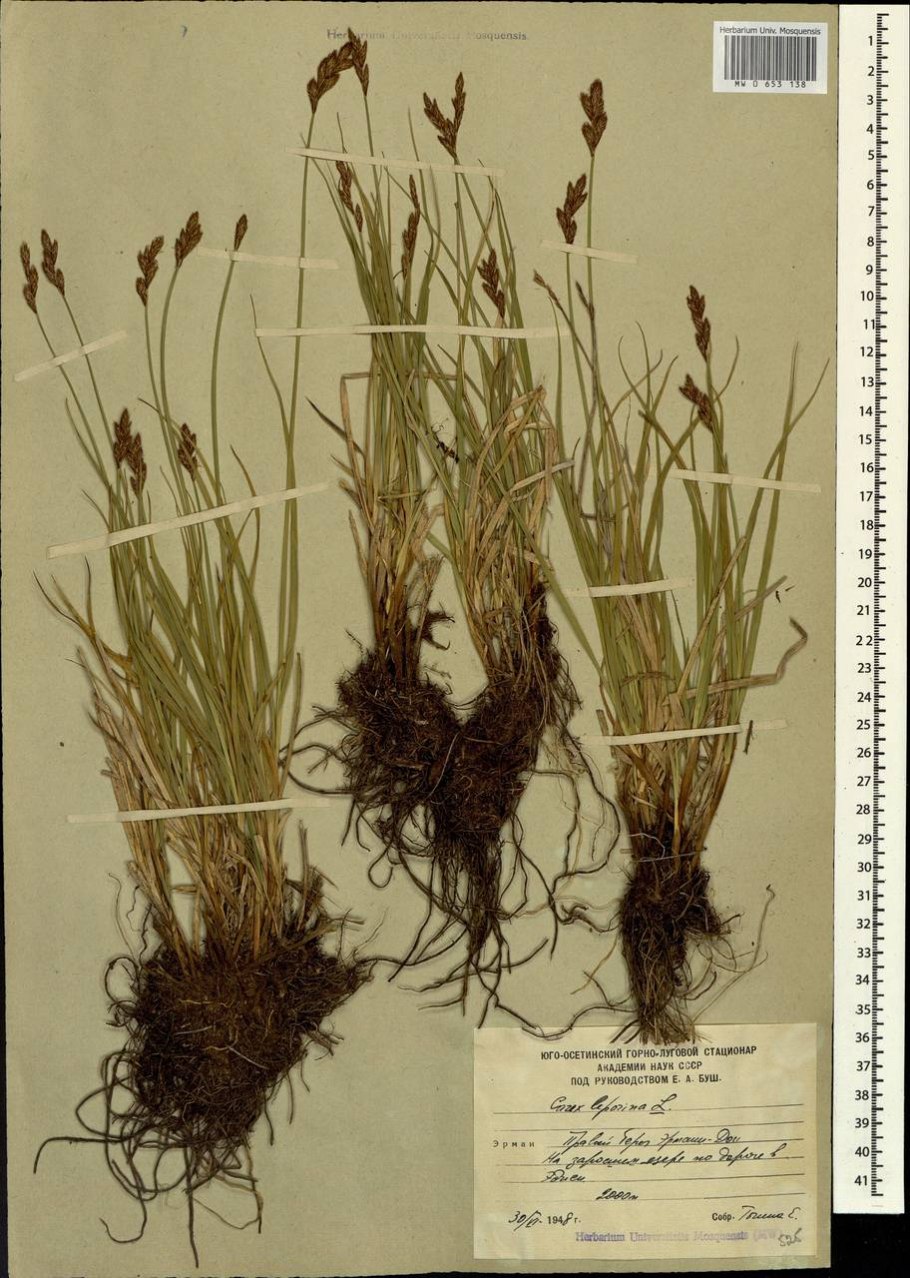 Осока обыкновенная