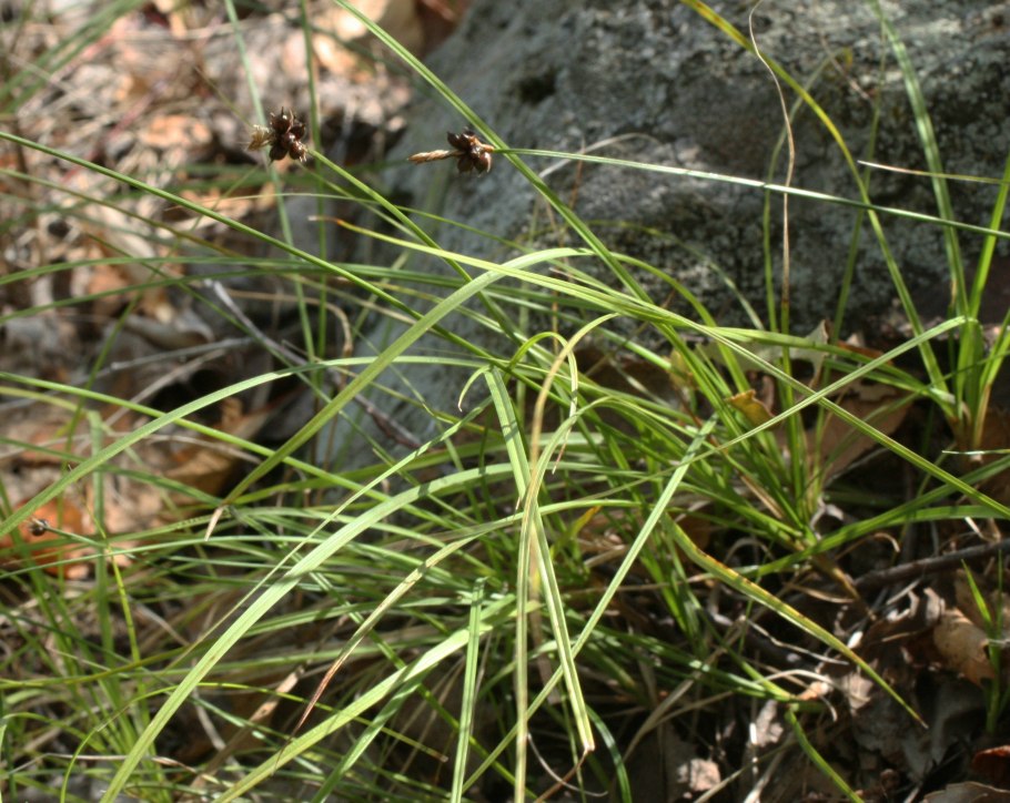 Carex obtusata