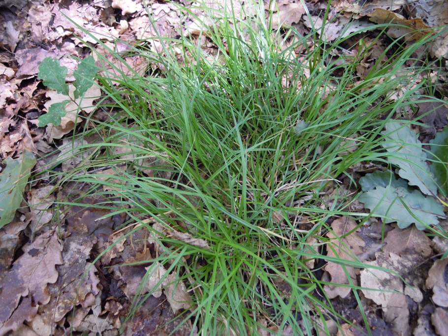 Carex brunnescens