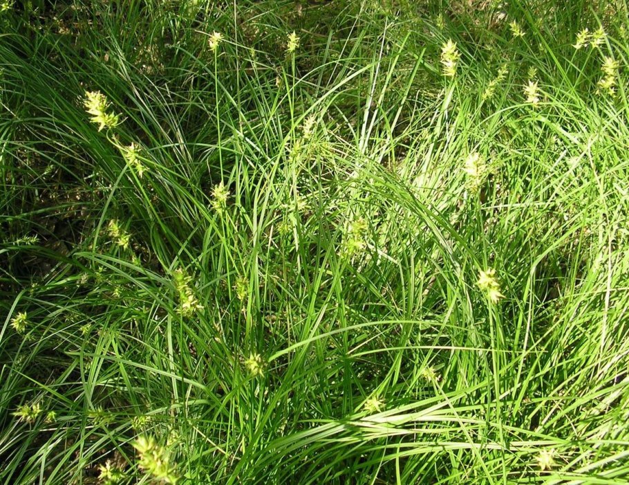 Осока просяная (carex panicea)