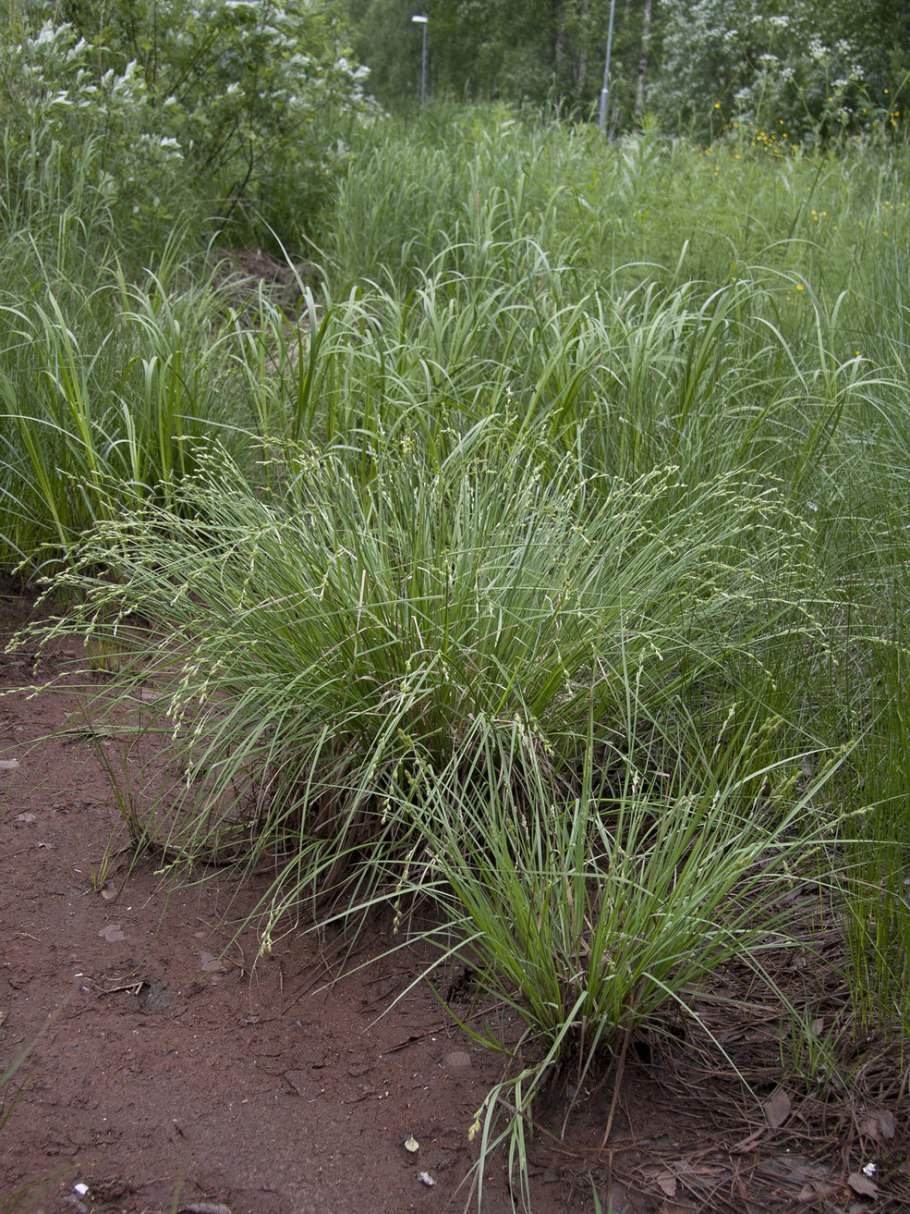 Споробол раскидистый (sporobolus heterolepis)