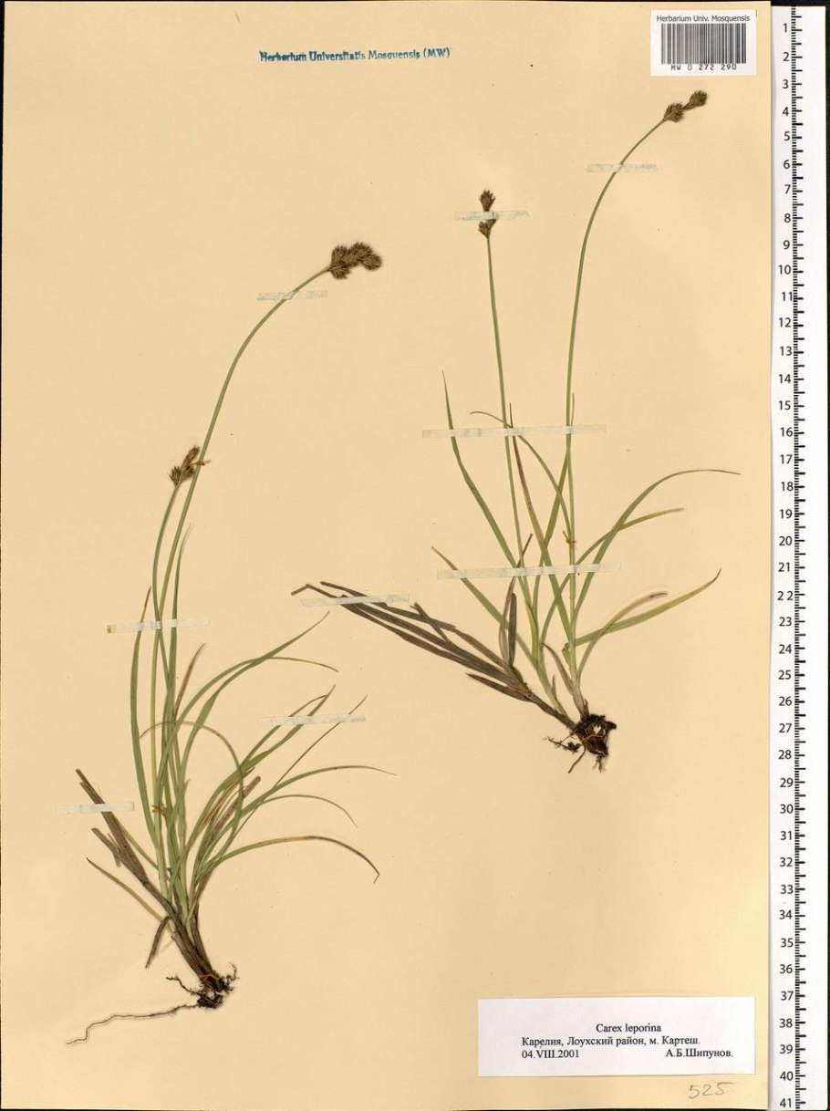 Ожика многоцветковая