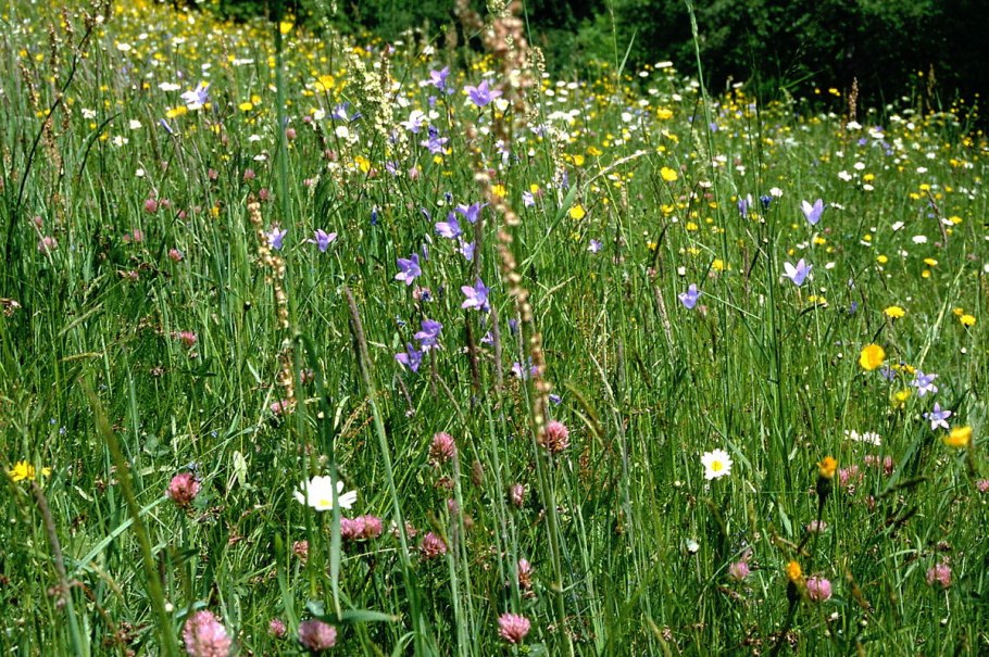 Фалярис Канарский