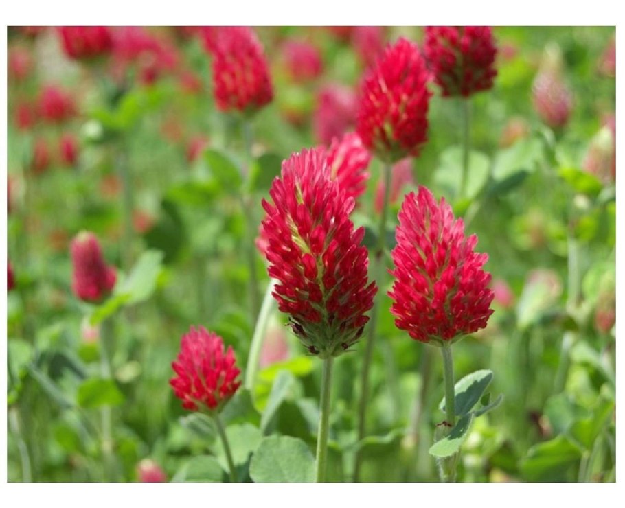 Фалярис тростниковый Пикта