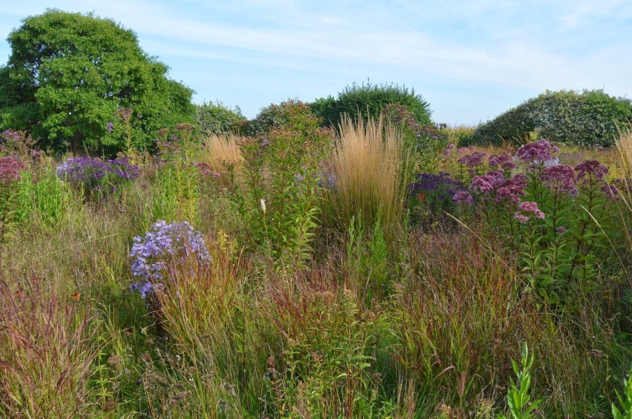 Осока фалярис