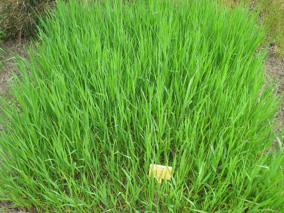 Лаванда на рабатке