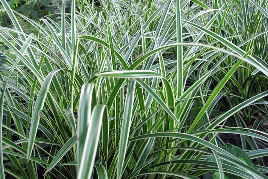 Злаки пит Удольф