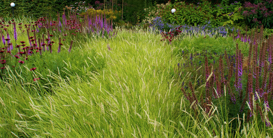 Сеслерия autumnalis