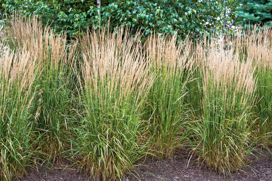 Осока Моравская Вариегата