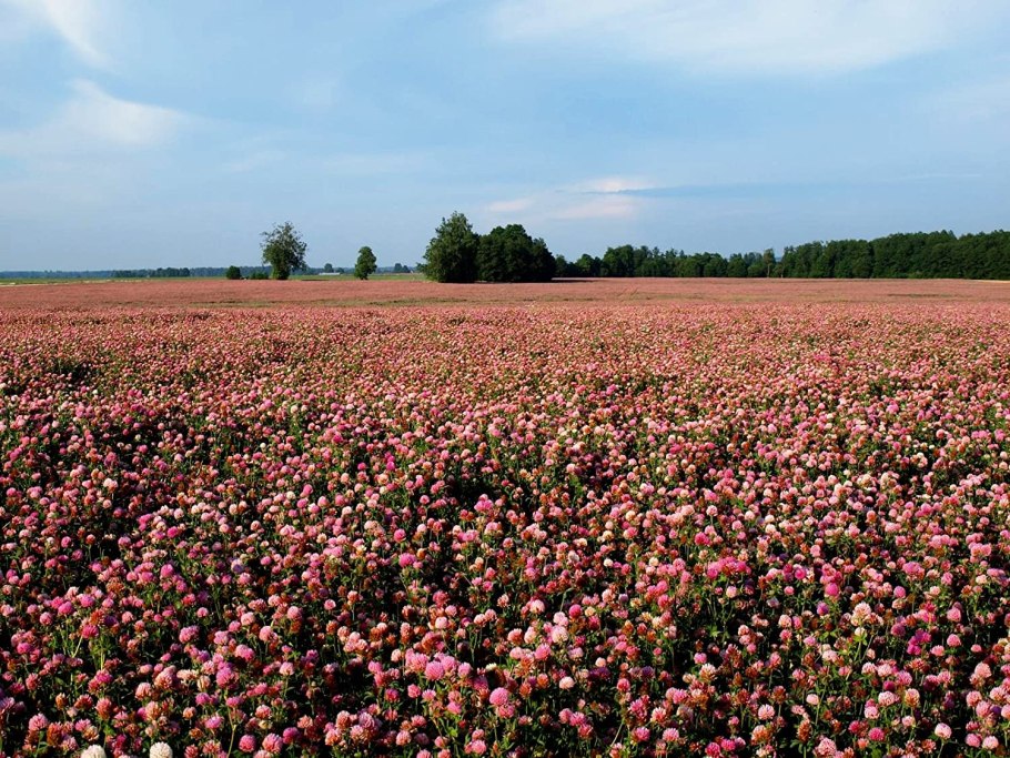 Райграса (Lolium perenne)
