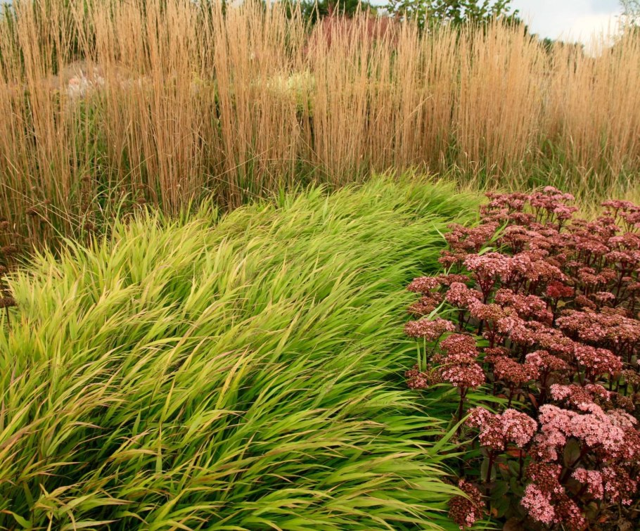 Многолетние травы в СХ