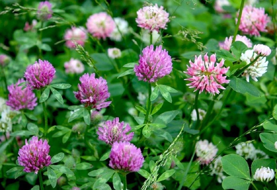 Клевер — Trifolium pratense