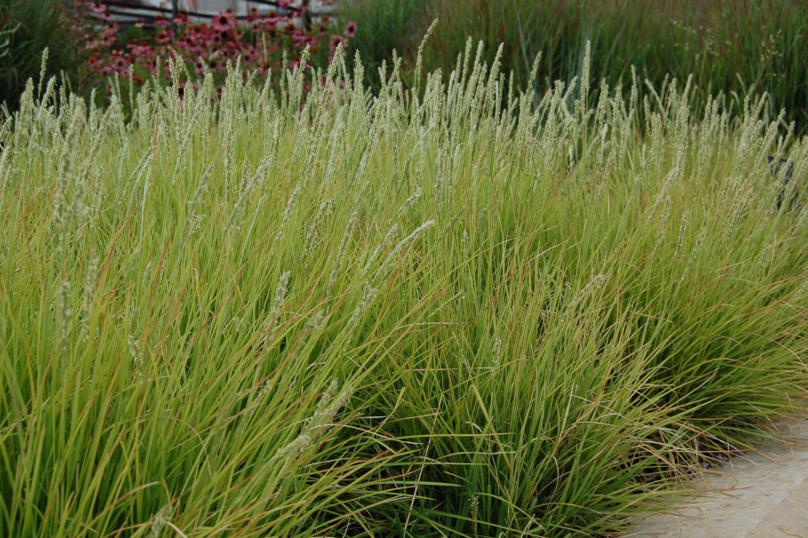 Ковыль волосатик Stipa capillata