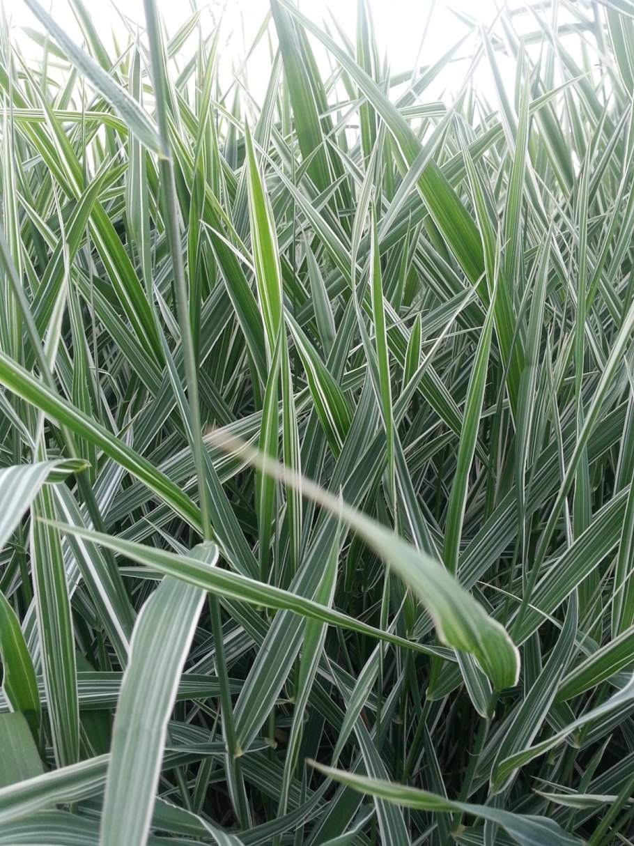 Злаково-разнотравные Луга